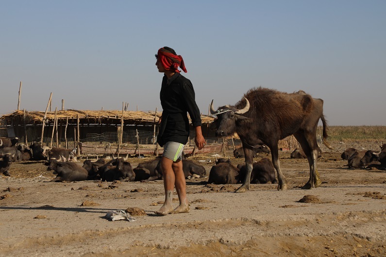 الجفاف يهدد أهوار العراق والمواشي أولى الضحايا